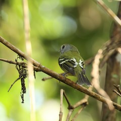 Piprites chloris