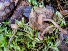 Cudonia confusa