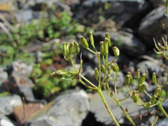 Anthriscus ruprechtii