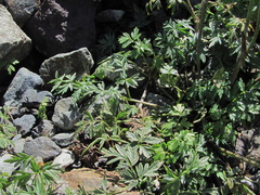 Anthriscus ruprechtii