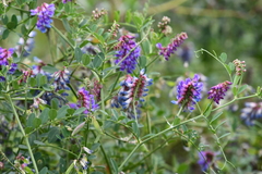 Vicia amurensis