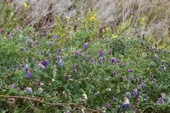 Vicia amurensis