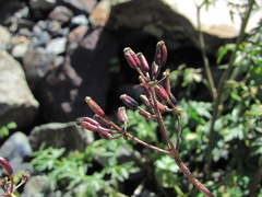 Anthriscus ruprechtii