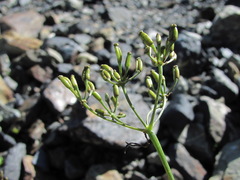 Anthriscus ruprechtii