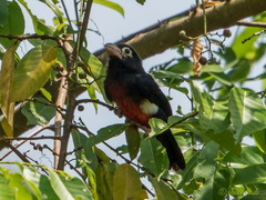 Lybius bidentatus