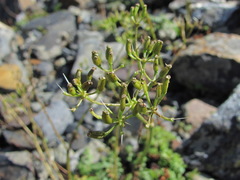 Anthriscus ruprechtii