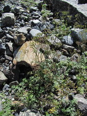 Anthriscus ruprechtii