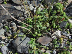 Anthriscus ruprechtii