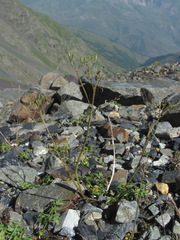 Anthriscus ruprechtii