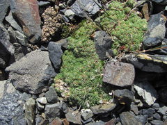 Draba rigida