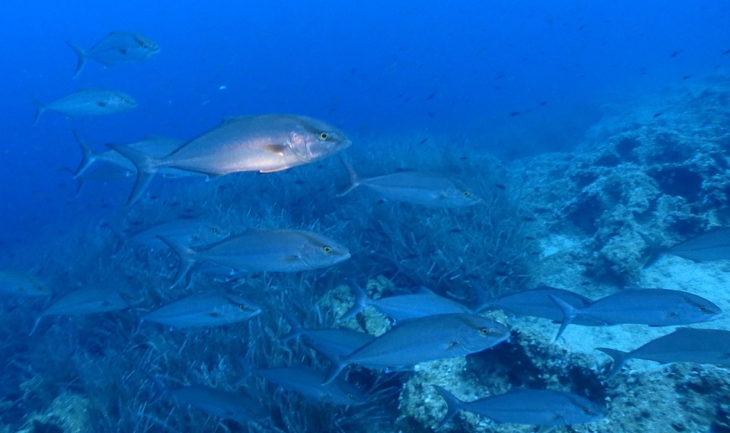 Amberjacks