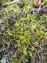 Helodium paludosum