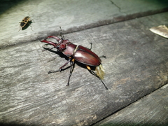 Lucanus formosanus