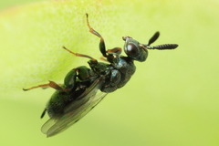 Monodontomerus thorpi