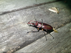 Lucanus formosanus