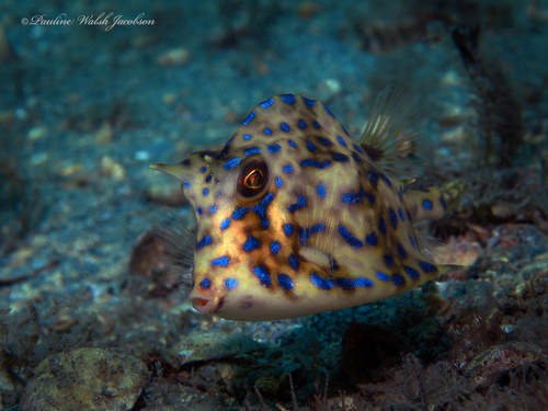Scrawled Cowfish