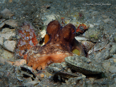 Octopus americanus