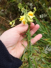 Linaria vulgaris