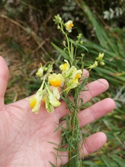 Linaria vulgaris