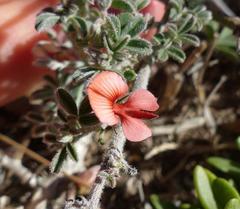 Indigofera sp12