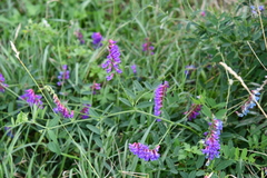 Vicia amurensis