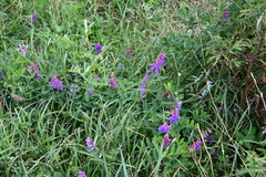 Vicia amurensis