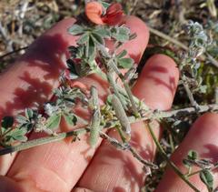 Indigofera sp12