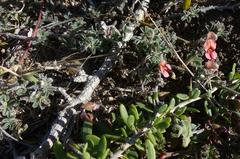Indigofera sp12