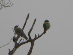 Merops persicus persicus