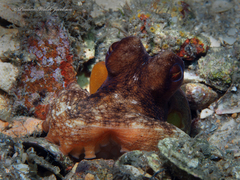 Octopus americanus