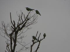 Merops persicus persicus