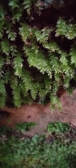 Mnium stellare