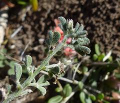 Indigofera sp12