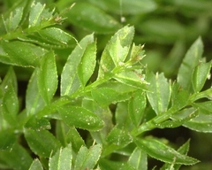 Mnium stellare