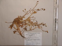 Ranunculus sceleratus multifidus