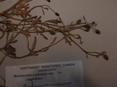 Ranunculus sceleratus multifidus