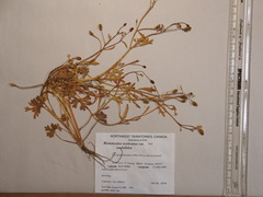 Ranunculus sceleratus multifidus