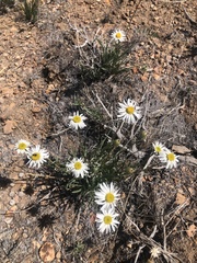 Erigeron pumilus