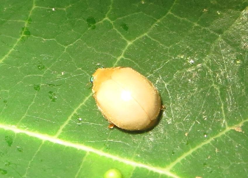 Ortaliinae
