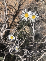 Erigeron pumilus