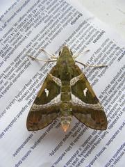 Nephele argentifera