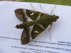 Nephele argentifera