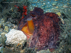 Octopus americanus