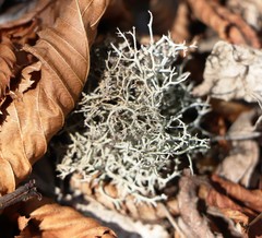 Pseudevernia furfuracea