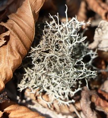 Pseudevernia furfuracea