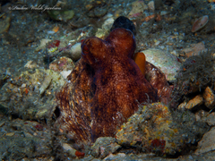 Octopus americanus