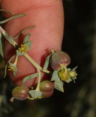 Euphorbia genistoides