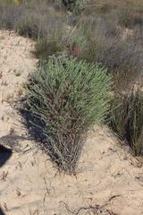 Euphorbia genistoides