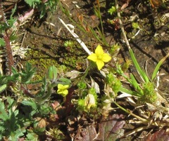 Tropidocarpum gracile