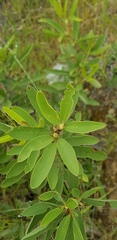 Eriosema pulchellum